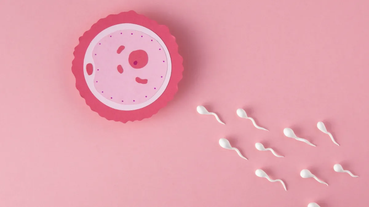 Açıklanamayan infertilitede yumurta ve sperm buluşması